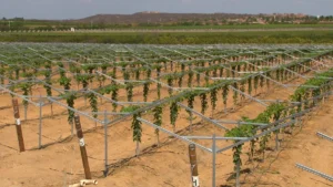 Produção de uva de mesa em Petrolina no sistema Y