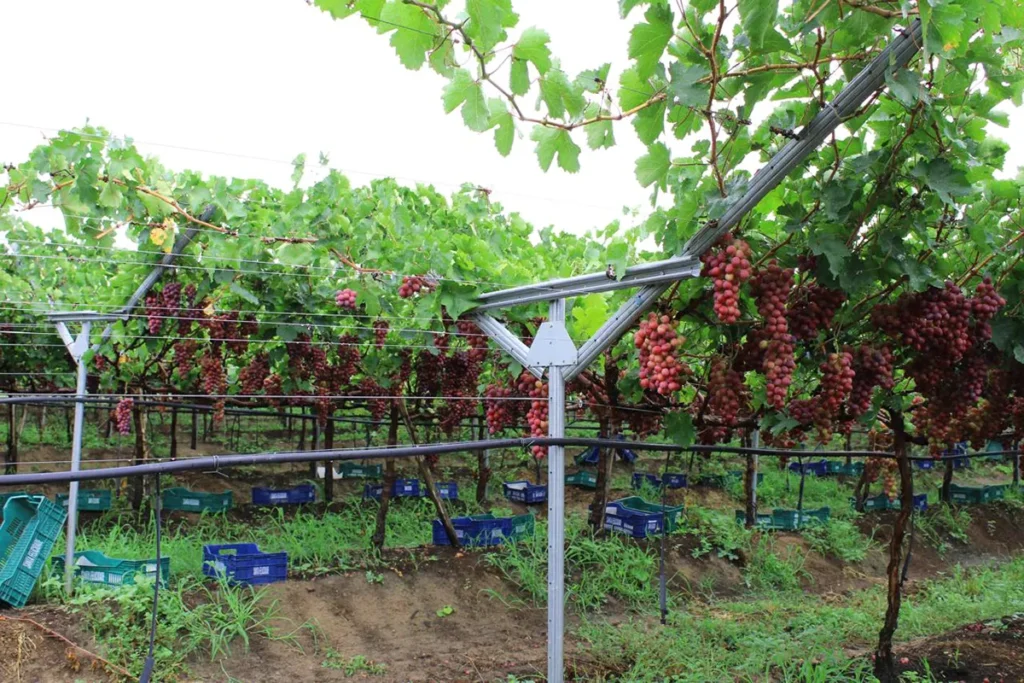 Sistema Y em Petrolina, uvas em ponto de colheita
