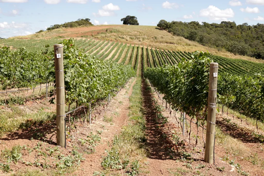 Vinhedo de uvas viníferas em Espadeira em Goiás