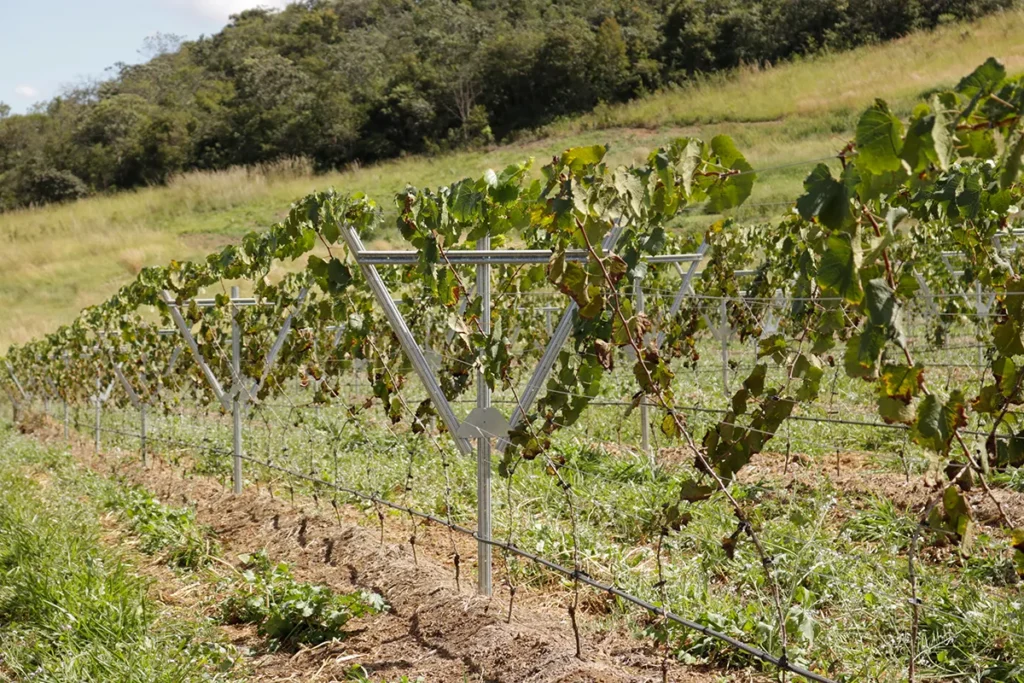 Vinhedo para produção de uvas viníferas em Espaldeira em Goiás