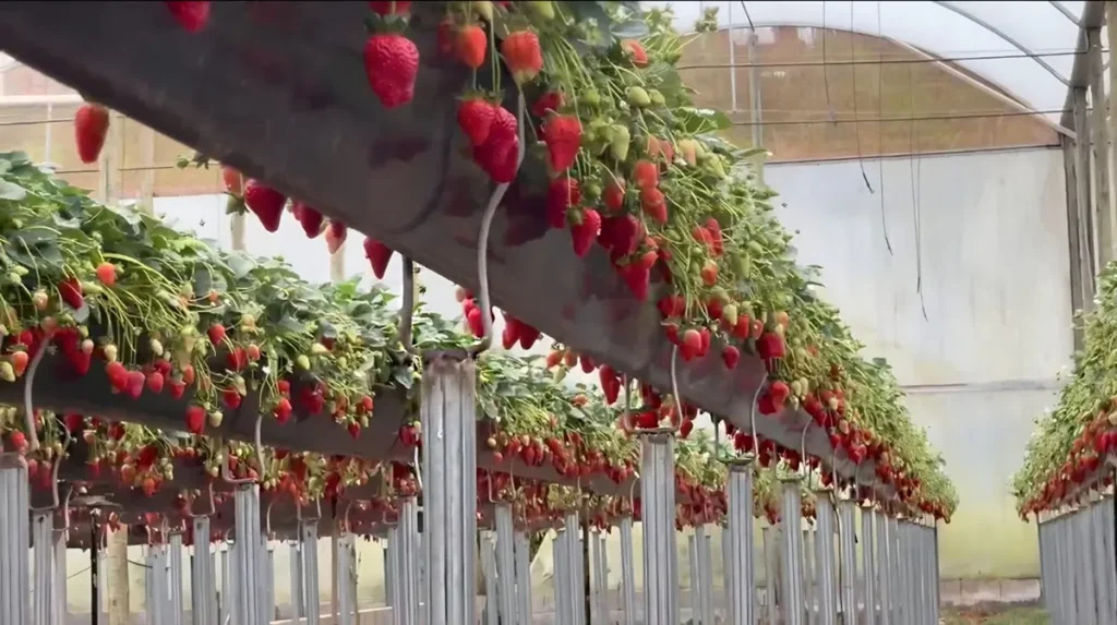 Morango semi-hidropônico em sistema de calha com estrutura de aço galvanizado